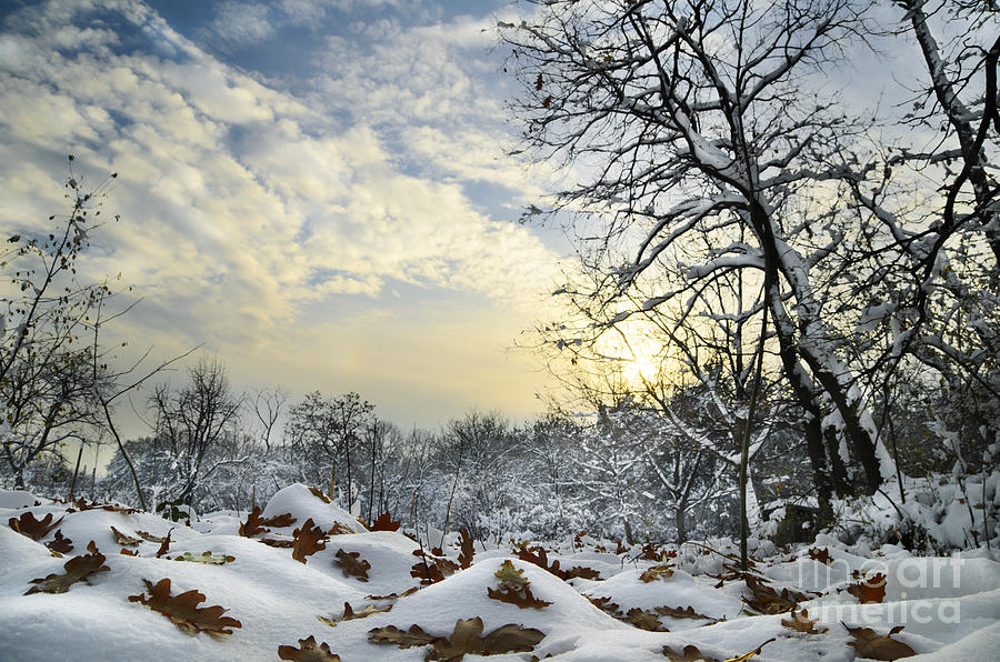 Winter Landscape Photograph by Jelena Jovanovic
