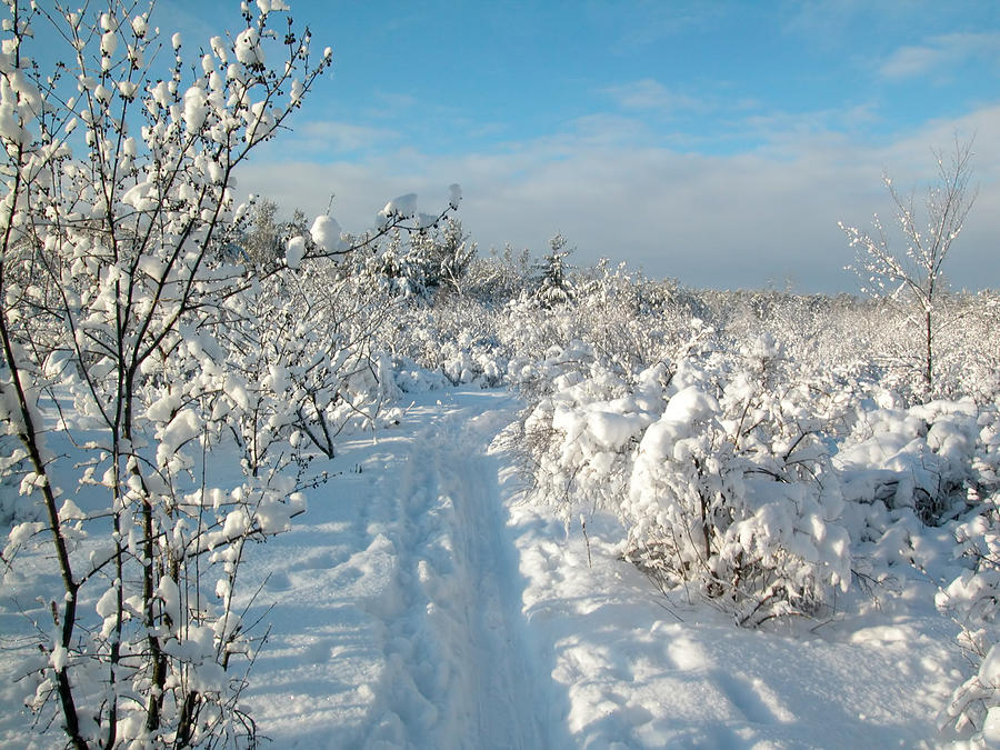 Winter Landscape Ottawa #2 Photograph by Rob Huntley