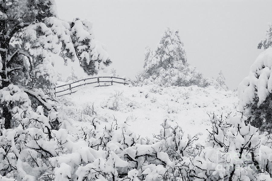Winter Landscapes #1 Photograph by Steven Krull
