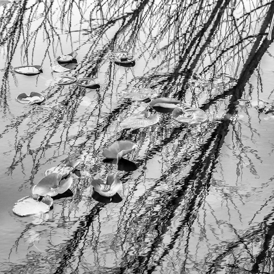 Winter Leaves - BW #1 Photograph by Carolyn Marshall