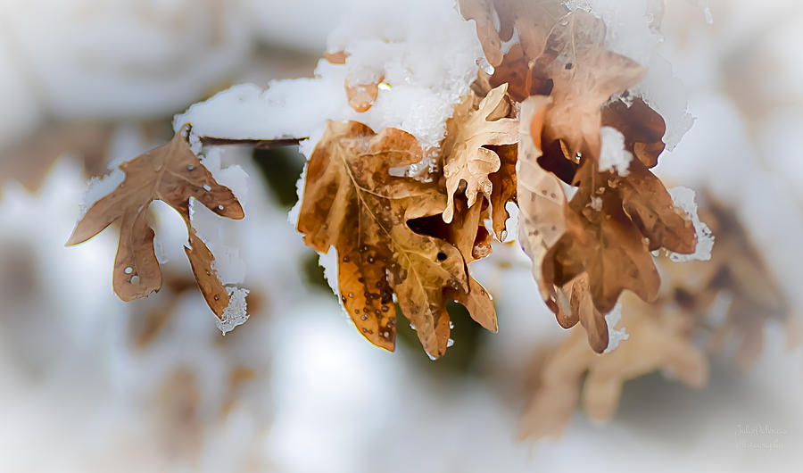 Winter Leaves Photograph by Julie Palencia