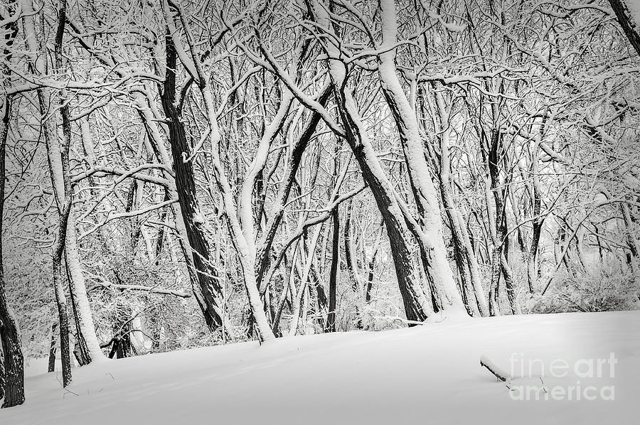 Winter park landscape 1 Photograph by Elena Elisseeva