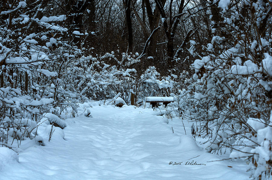 Winter Path #1 Photograph by Ed Peterson