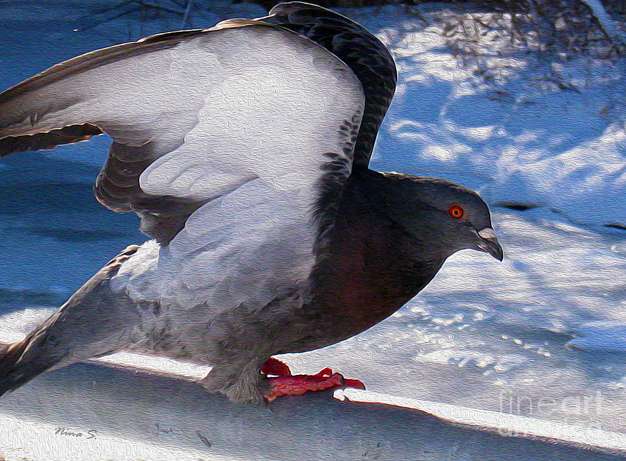 Winter Pigeon 2 Photograph by Nina Silver