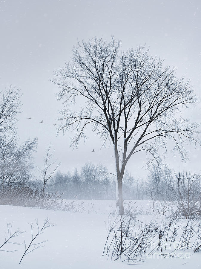 Winter rural scene #1 Photograph by Sandra Cunningham