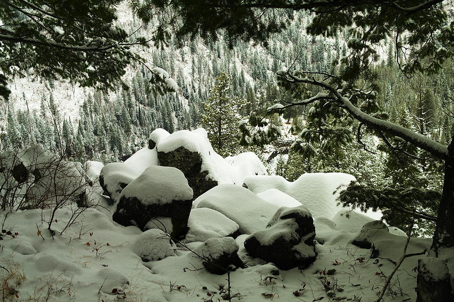 Winter Scene Photograph