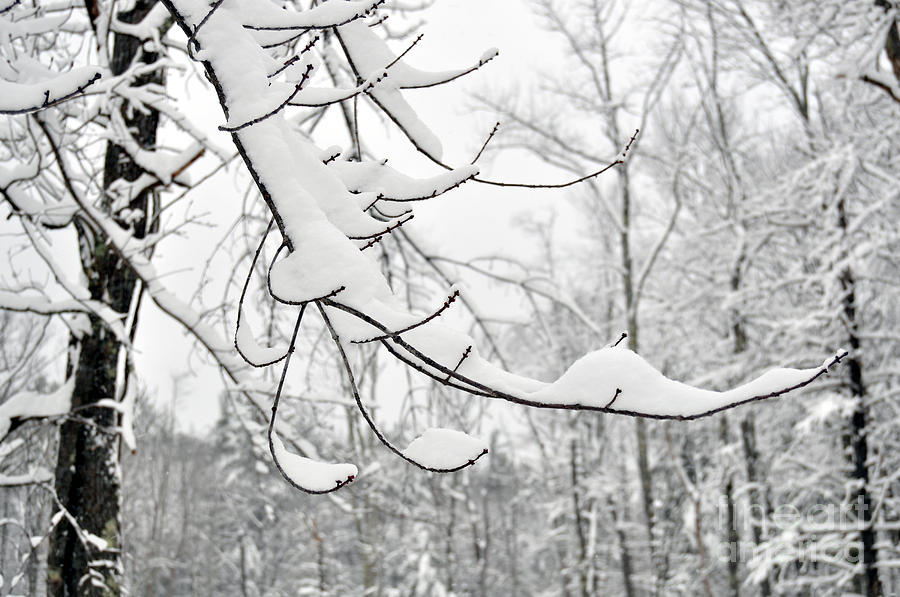 Winter Snow Scene In New England by Staci Bigelow Winter Snow Scene In New England by Staci Bigelow