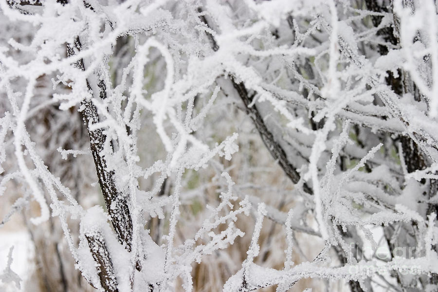 Winter Storm #1 Photograph by Steven Krull