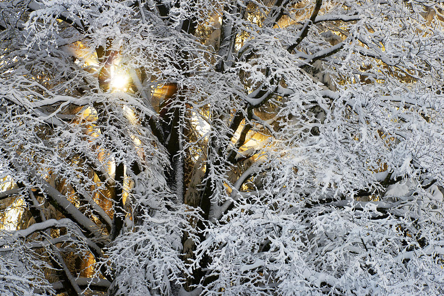 Winter Sun #1 Photograph by Chevy Fleet