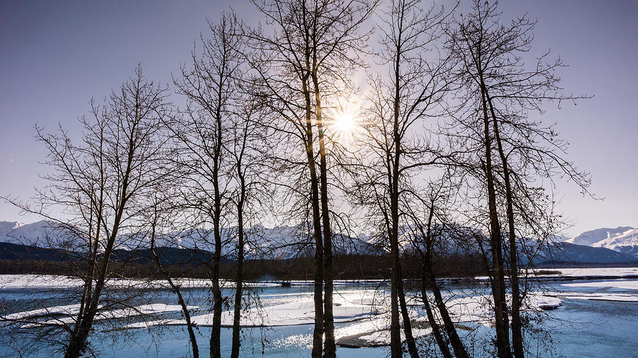 Winter Sun #1 Photograph by Michele Cornelius
