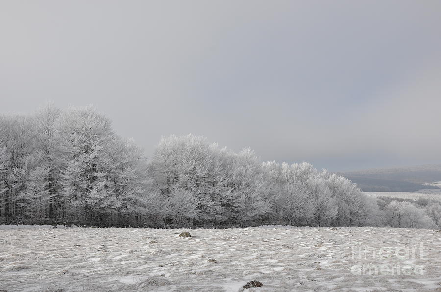 Winter #1 Photograph by Sylvie Leandre