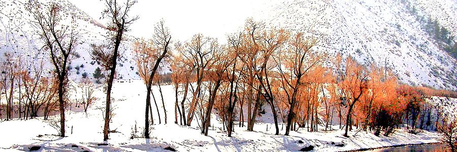 Winter Trees 1144 Photograph by Jerry Sodorff