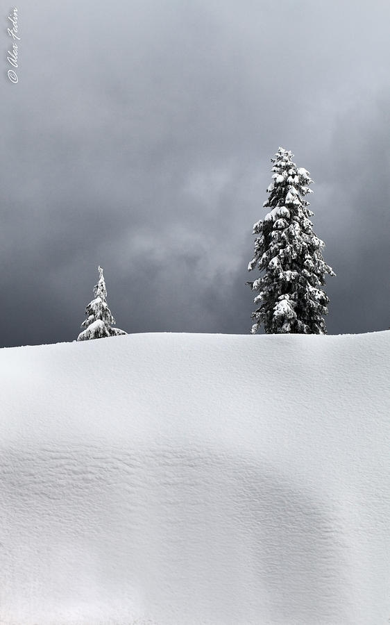 Winter Trees #1 Photograph by Alexander Fedin