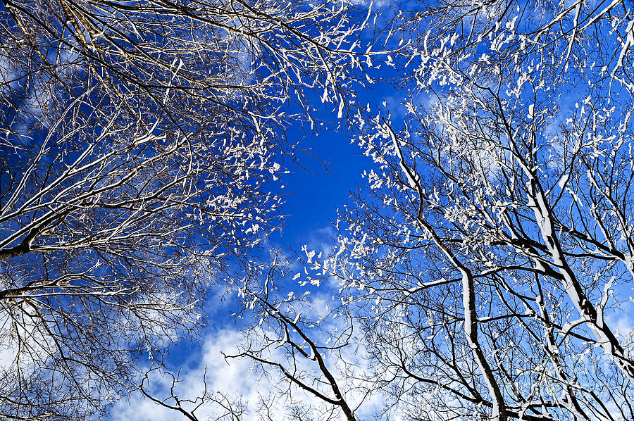 Winter Photograph - Winter trees and blue sky 1 by Elena Elisseeva