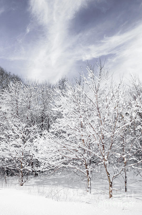 Winter trees  #1 Photograph by Elena Elisseeva