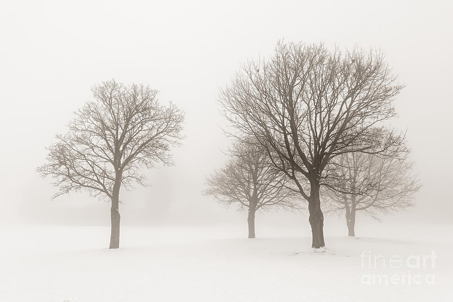 Trees Photograph - Winter trees in fog 9 by Elena Elisseeva