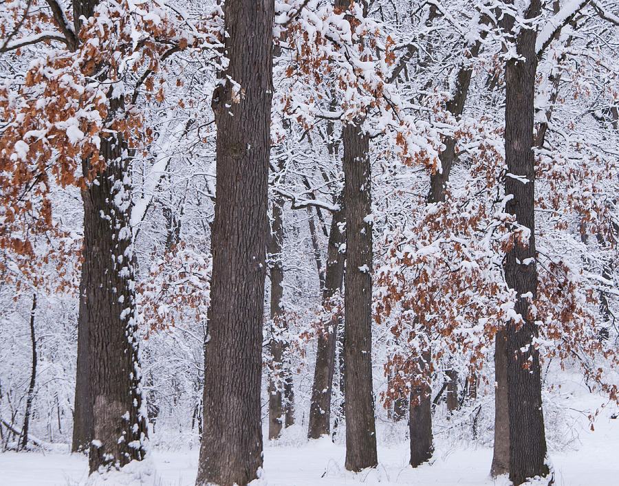 Winter trees #1 Photograph by Larry Bohlin