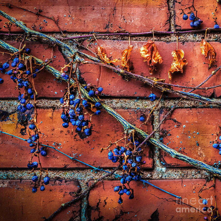 Winter Vine Photograph by Michael Arend