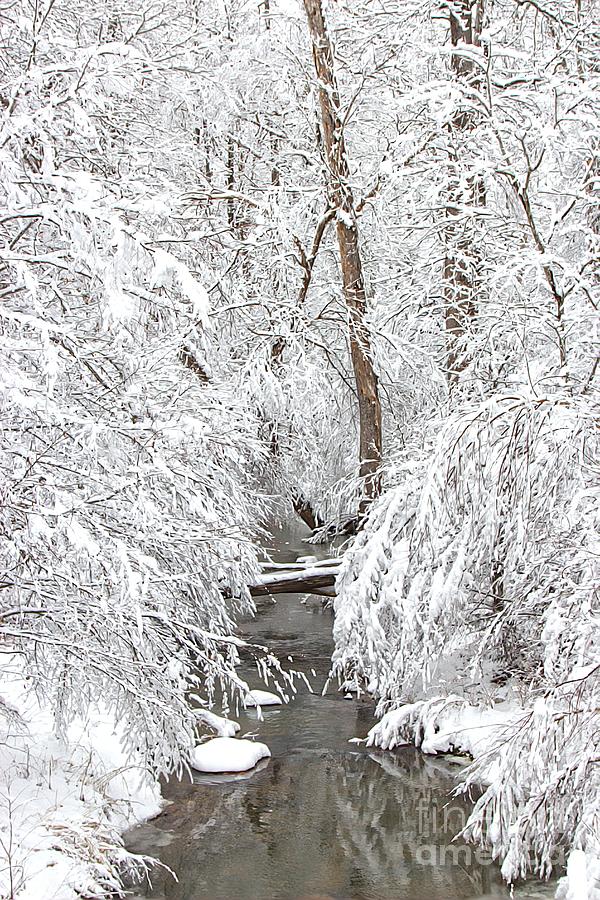 Winter Wonderland #1 Photograph by Benanne Stiens