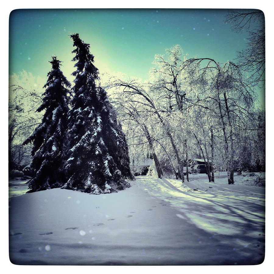 Winter Wonderland #1 Photograph by Natasha Marco