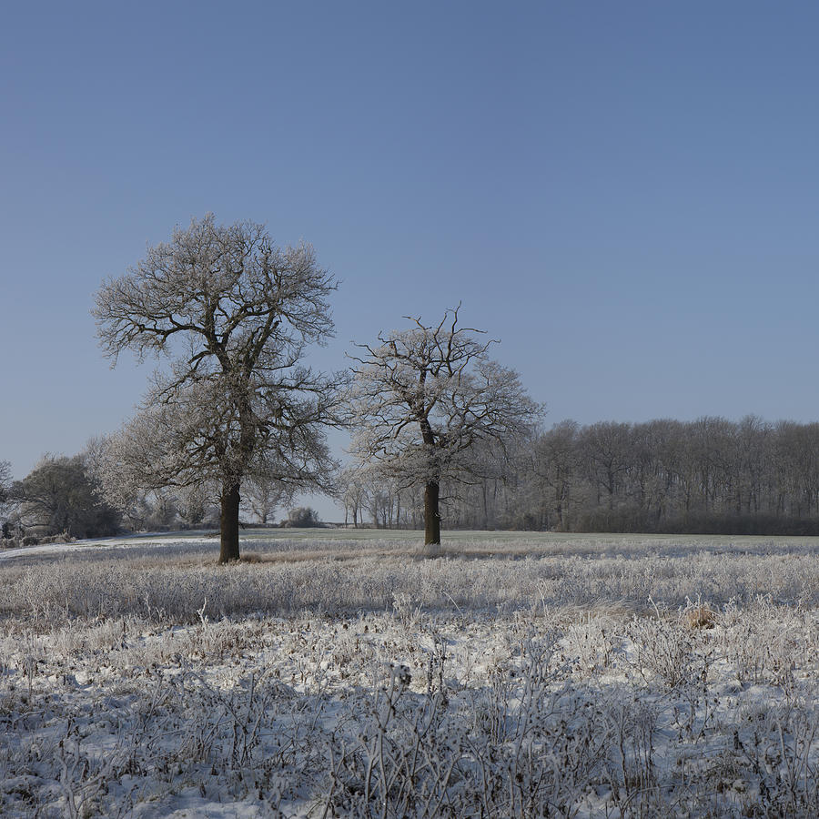 Winter Wonderland #1 Photograph by Nick Atkin