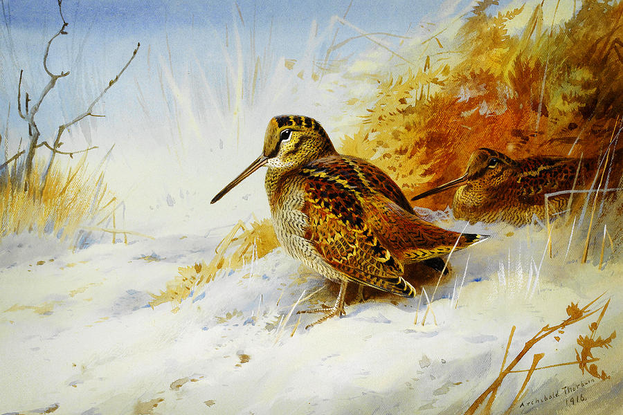 Nature Painting - Winter Woodcock  #2 by Celestial Images