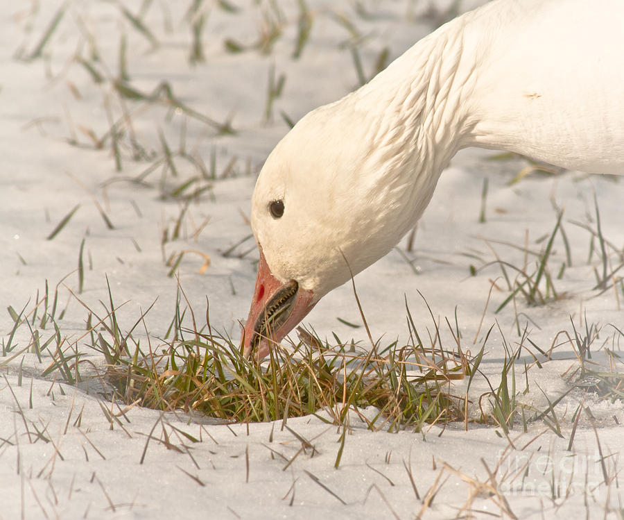 Wintering Snow Goose Photograph by Robert Frederick