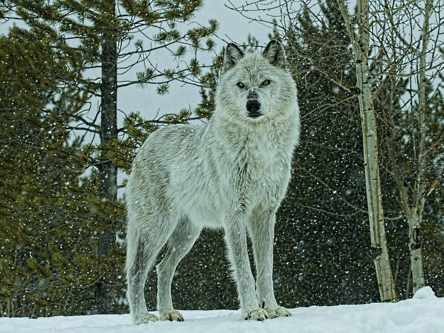 Winters Wolf #1 Photograph by Steve McKinzie