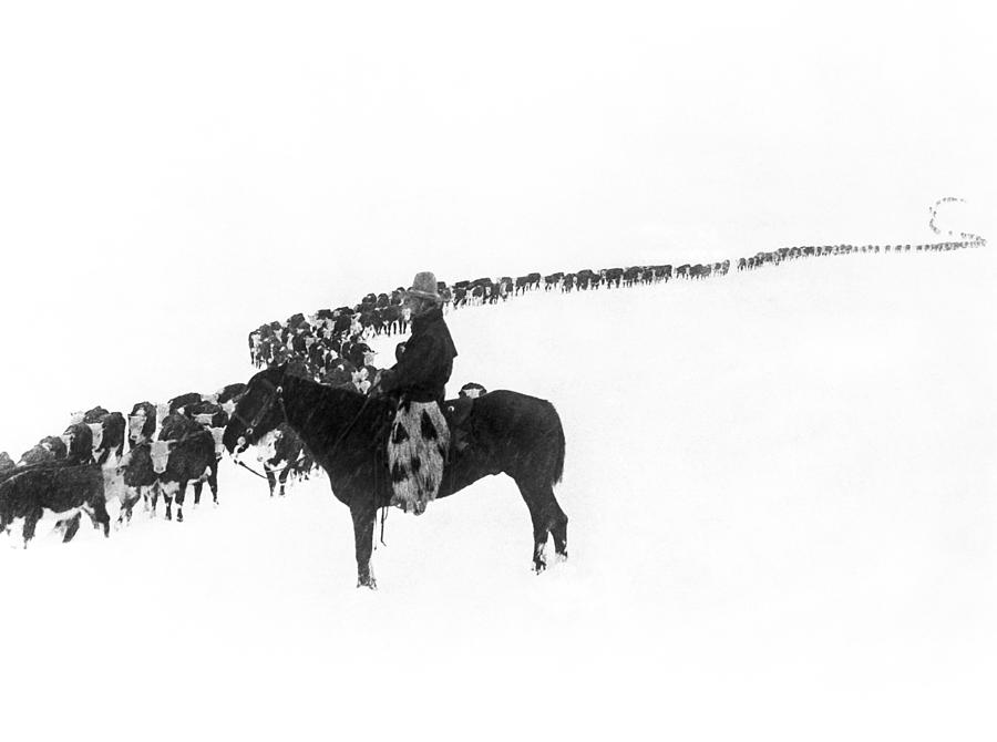 Wintertime Cattle Drive Photograph by Underwood Archives  Charles Belden