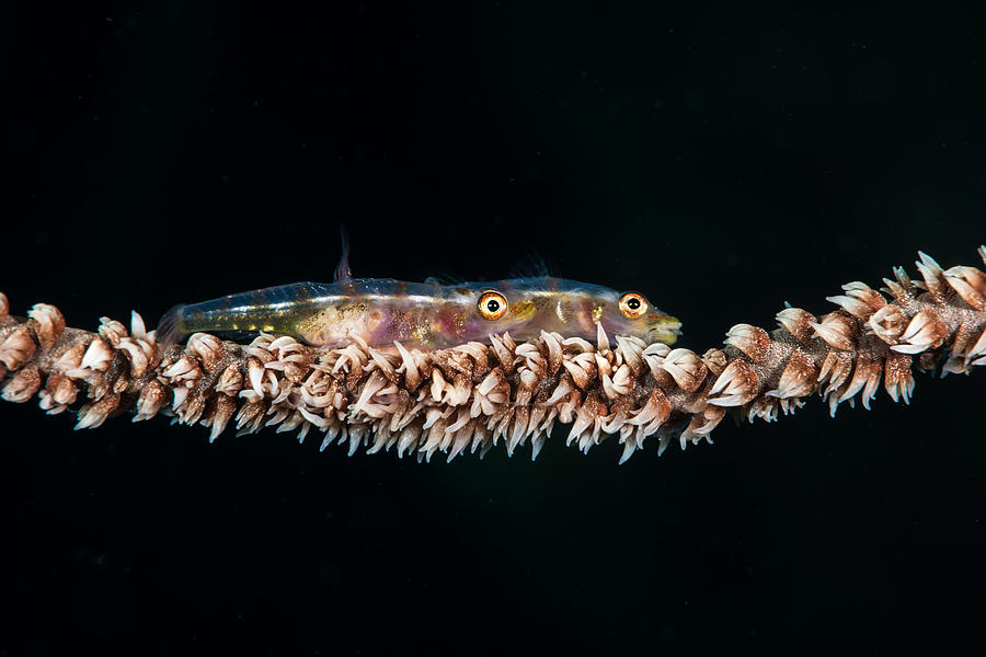 Wire Coral Goby #1 Photograph by Andrew J. Martinez
