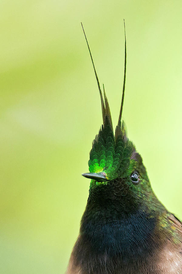 Wire-crested Thorntail Photograph by Juan Jose Arango - Fine Art America