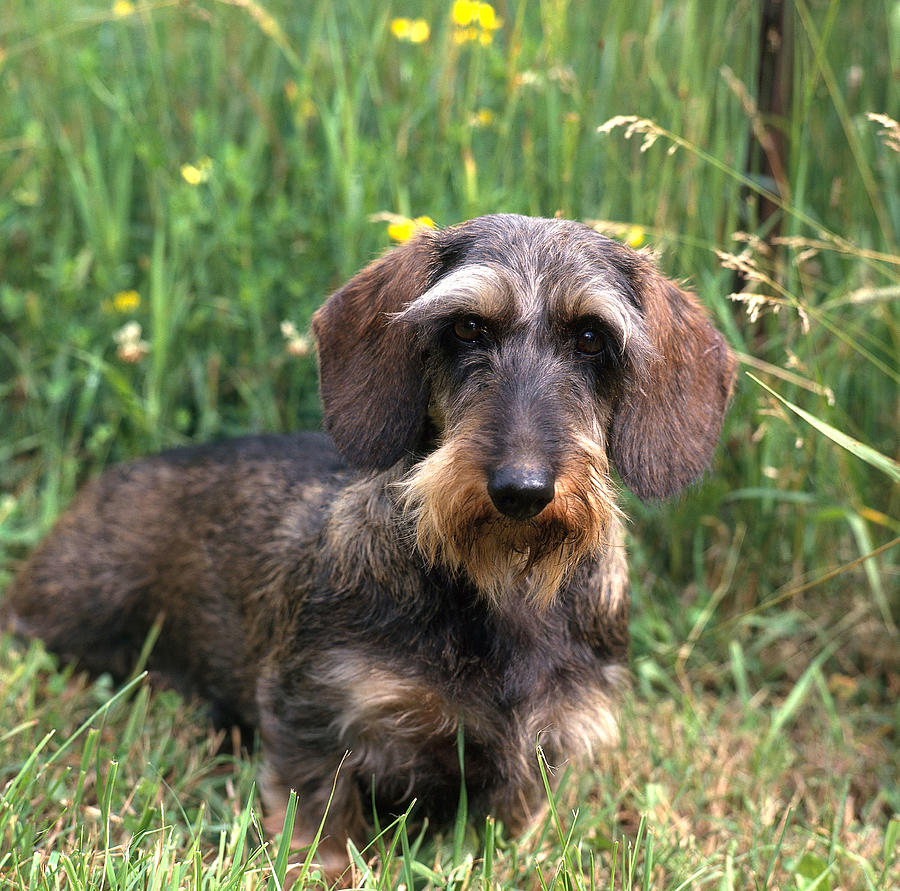 wire haired dachshund