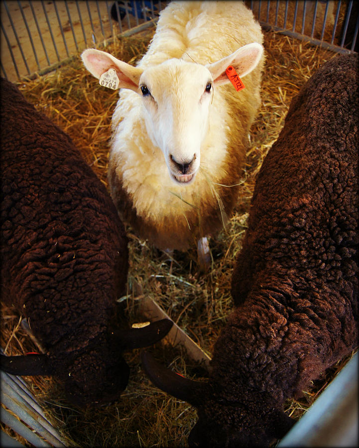 Wisconsin Sheep and Wool Festival Photograph by Carol Toepke Fine Art