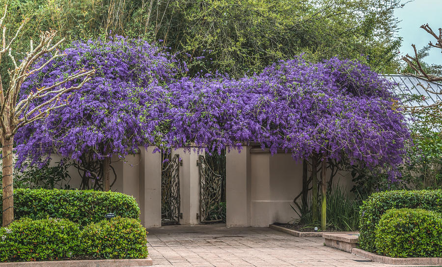 Wisteria arbor #1 Photograph by Jane Luxton