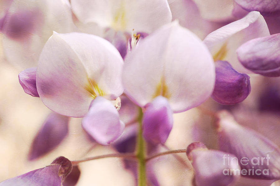 Wisteria Blooming Photograph