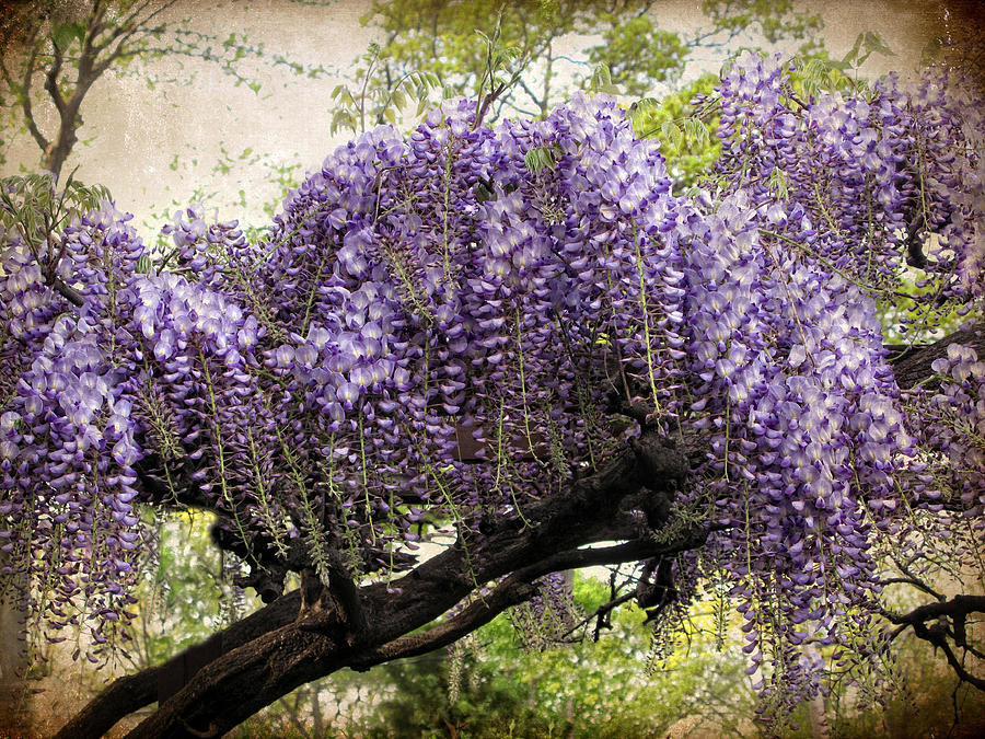 Wisteria in Bloom #2 Photograph by Jessica Jenney