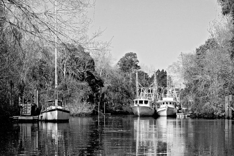 Nature Photograph - Withlacoochee Fleet BW by Norman Johnson