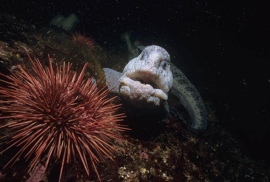 baby wolf eel