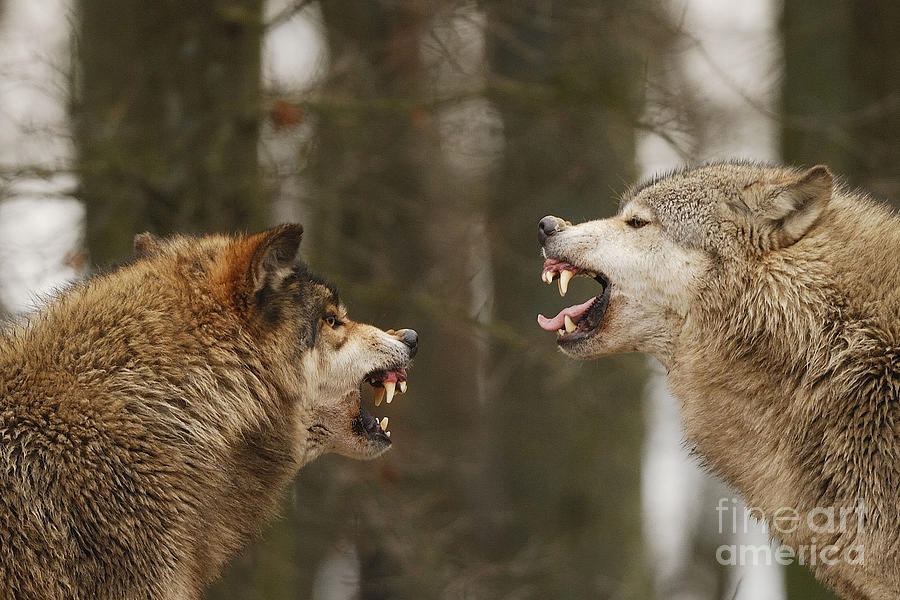 Wolf Intimidation, Canis Lupus Lycaon #1 Photograph by Stefan Meyers