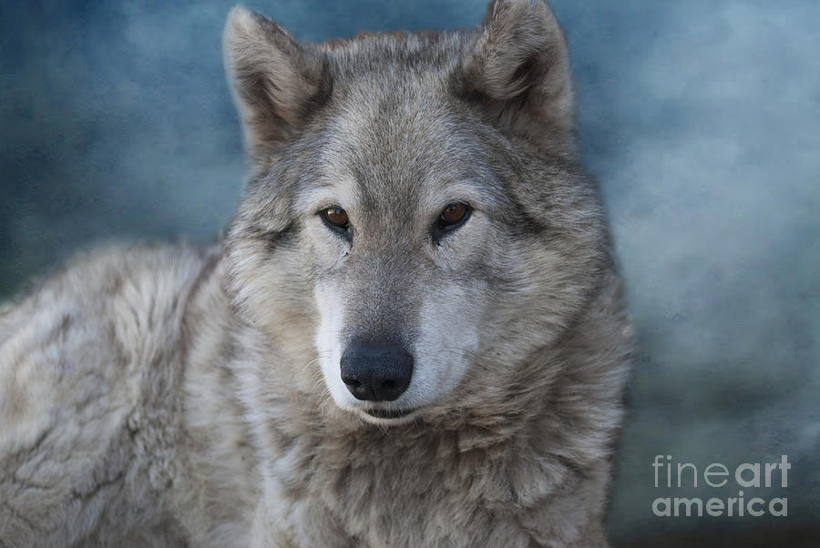 Wolf #3 Photograph by Juli Scalzi