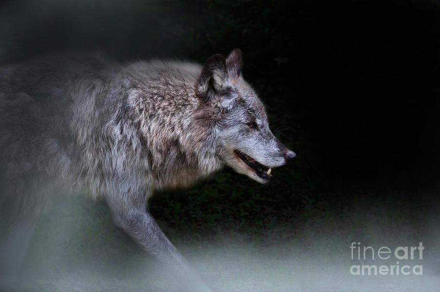 Wolves Photograph - Wolf on the Prowl #2 by Louise Heusinkveld