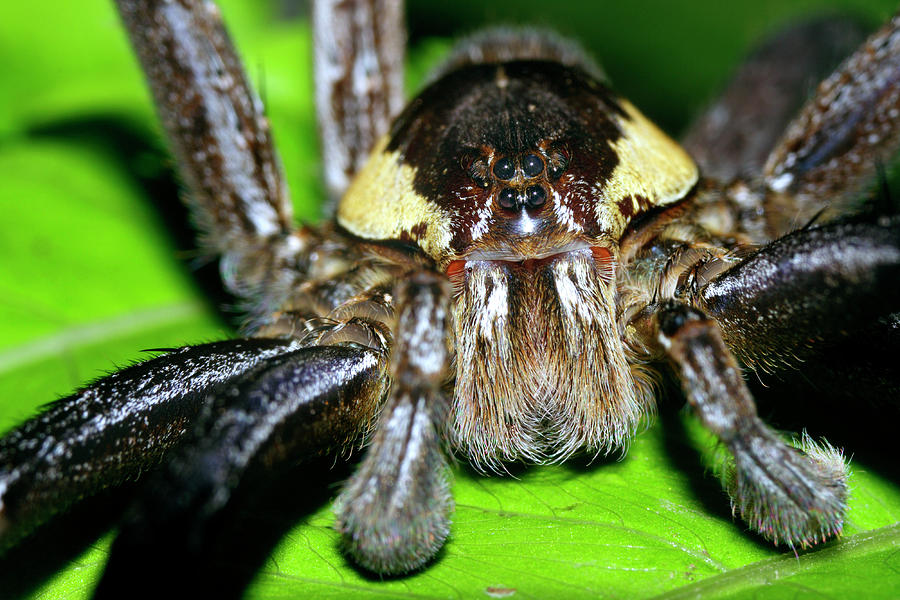 Wolf Spider #1 Photograph by Dr Morley Read/science Photo Library