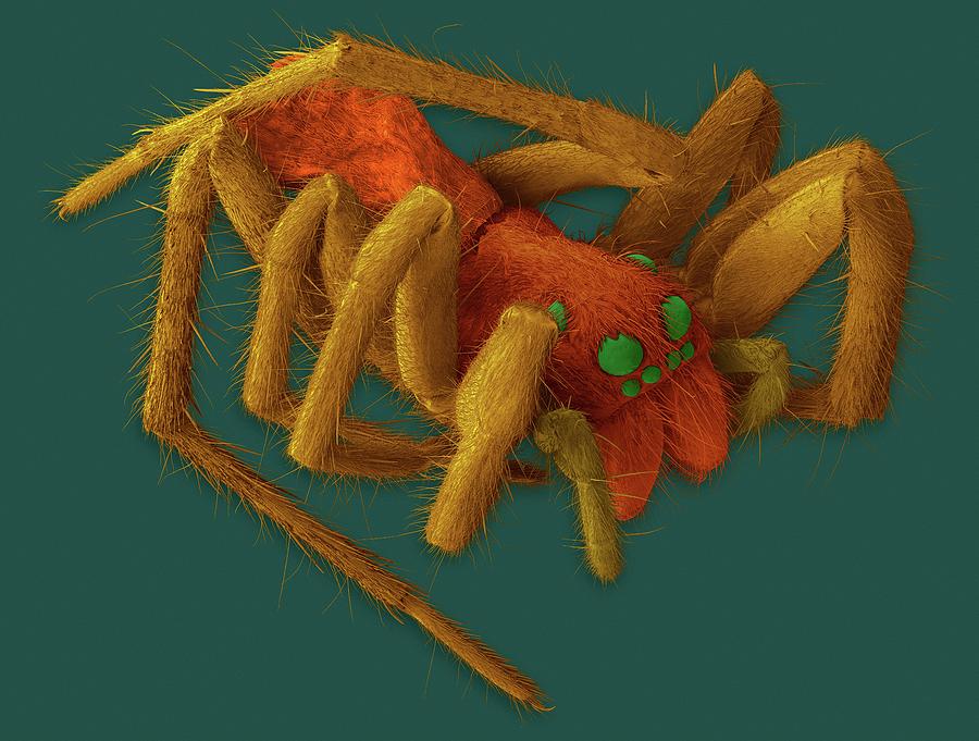 Wolf Spider (hogna Carolinensis) #1 Photograph by Dennis Kunkel Microscopy/science Photo Library