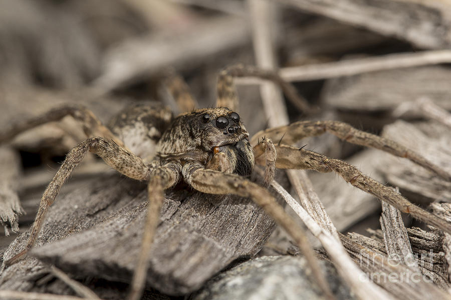 Nature Photograph - Wolf spider #1 by Kaarel Olesk