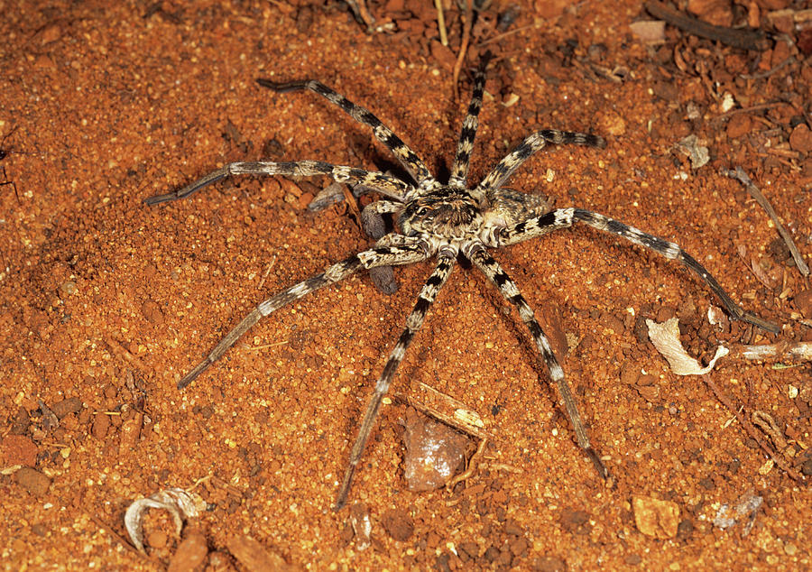 Wolf Spider #1 Photograph by Sinclair Stammers/science Photo Library