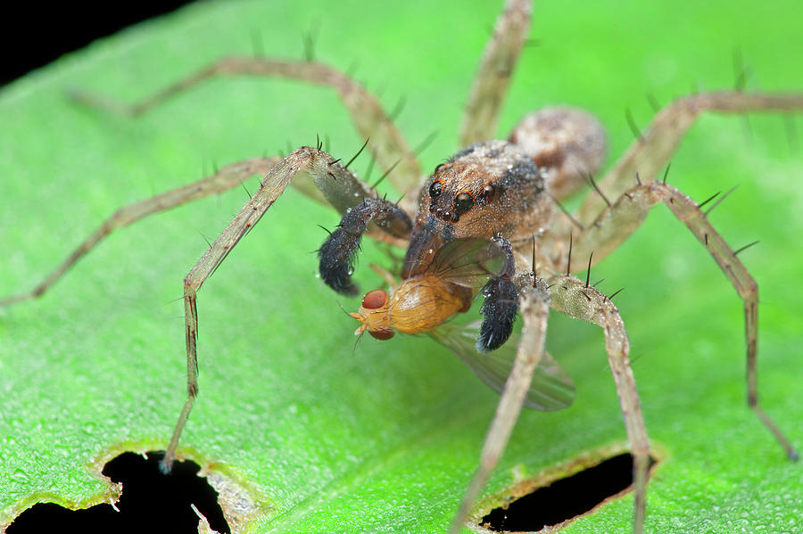 Wolf Spider With Prey Photograph by Melvyn Yeo/science Photo Library ...