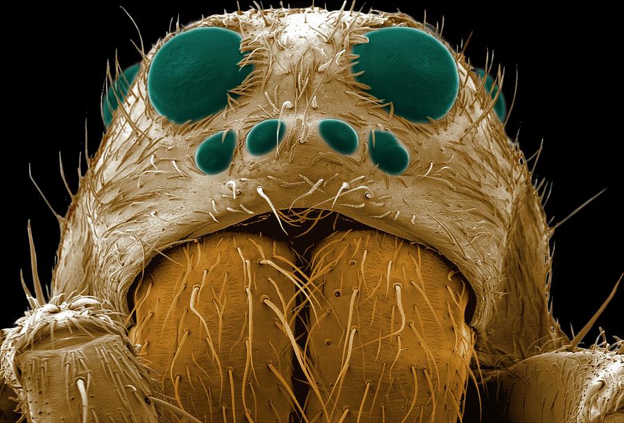 Wolf Spiders Head #1 Photograph by Thierry Berrod, Mona Lisa Production