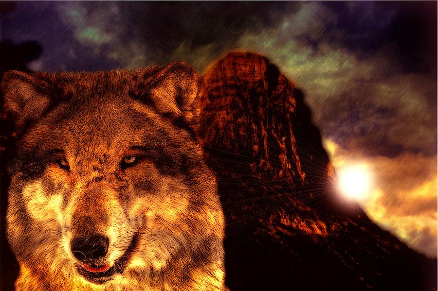 Wolf Sunset Photograph