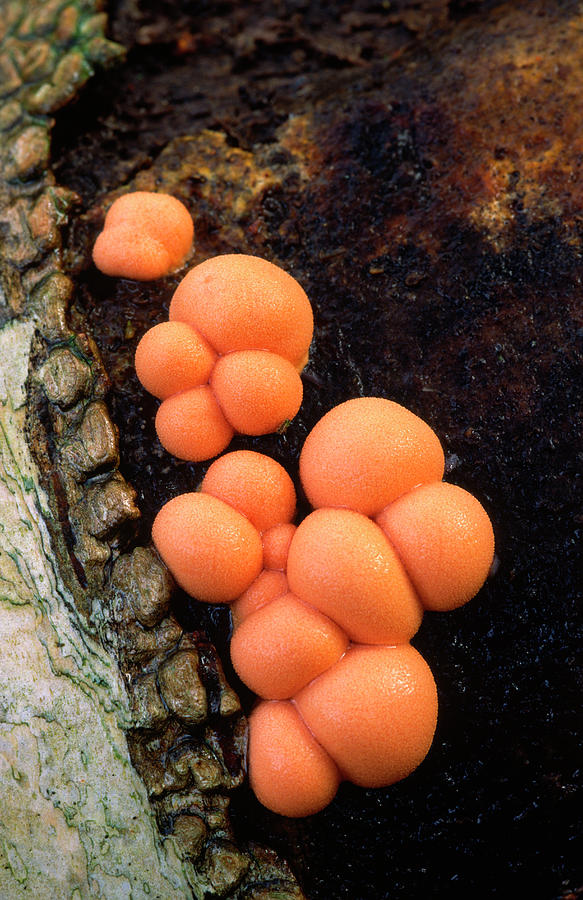 Wolfs Milk Slime Mould #1 Photograph by Nigel Downer