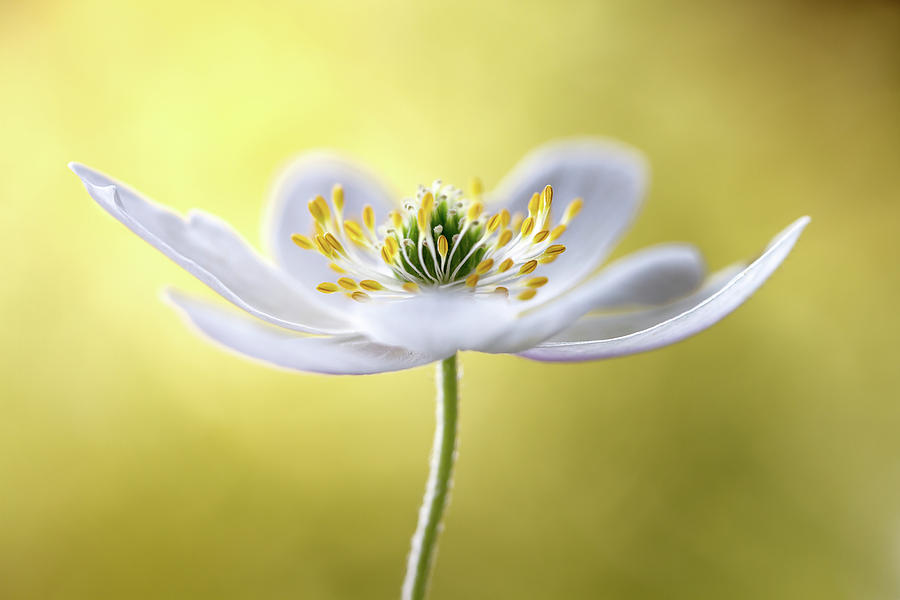 Flower Photograph - Wood Anemone #1 by Mandy Disher
